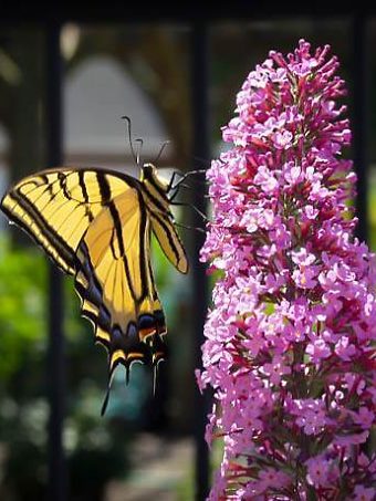 Buddleia Pink Delight Butterfly Bush