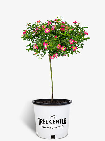 Pink Drift® Rose - Tree Form