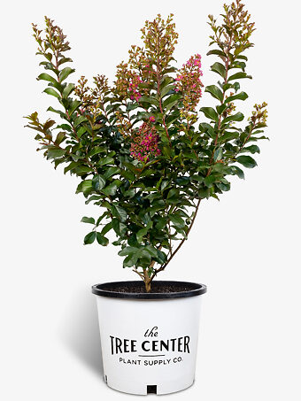 Plum Magic Crape Myrtle