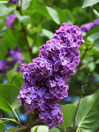 Pocahontas Canadian Lilac