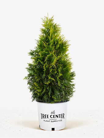 Polar Gold Arborvitae