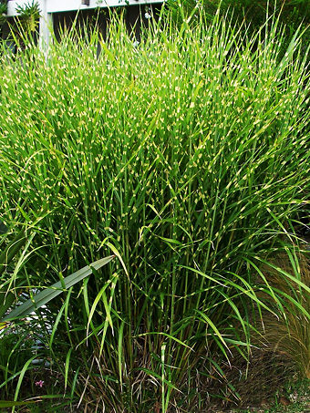 Porcupine Grass