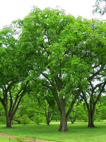 Prairie Expedition® Elm Tree