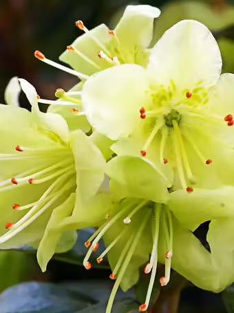 Princess Anne Rhododendron