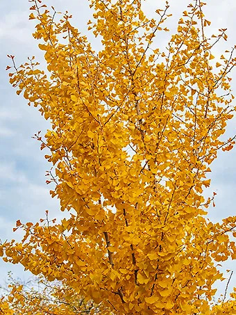 Princeton Sentry® Ginkgo