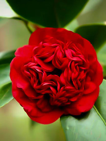 Professor Sargent Camellia