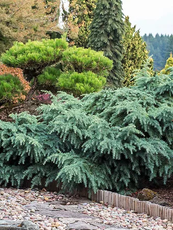 Prostrate Beauty Deodar Cedar