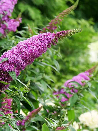 Pugster® Pinker Butterfly Bush