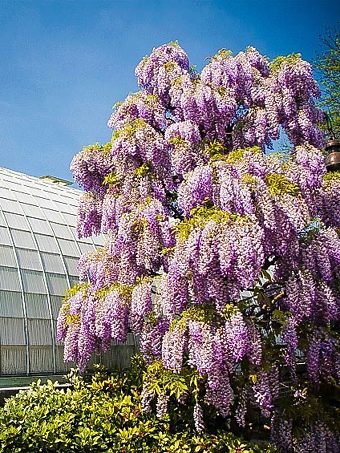 Purple Wisteria
