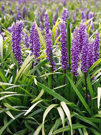 Purple Explosion Liriope