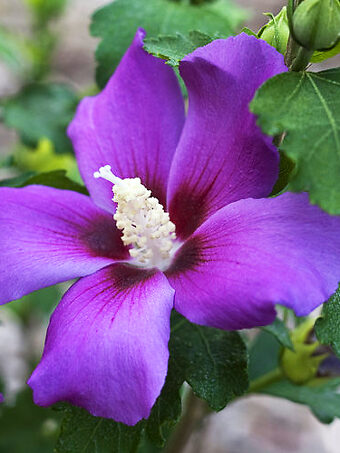 Purple Satin® Rose Of Sharon