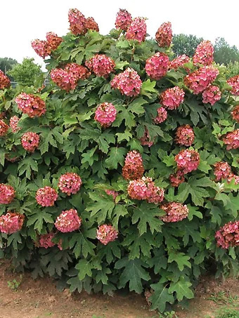 Queen of Hearts Oakleaf Hydrangea