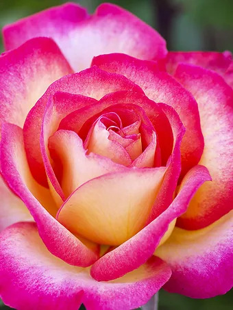 Rainbow Sorbet™ Rose - Tree Form