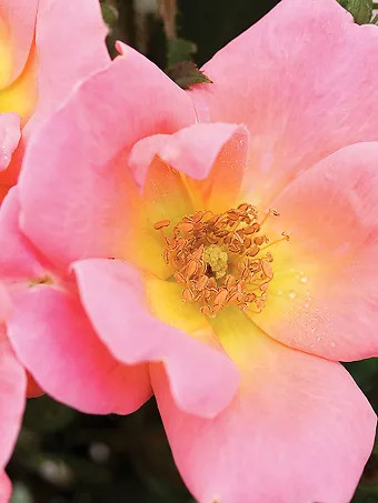 Rainbow Knock Out® Rose - Tree Form