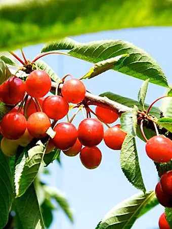 Rainier Cherry Tree