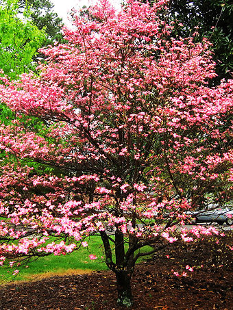 Flowering Red Dogwood