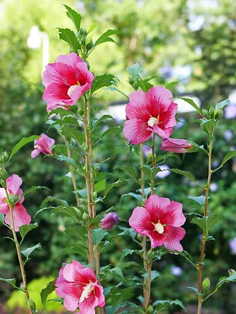 Red Pillar® Hardy Hibiscus
