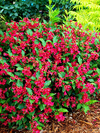 Red Prince Weigela