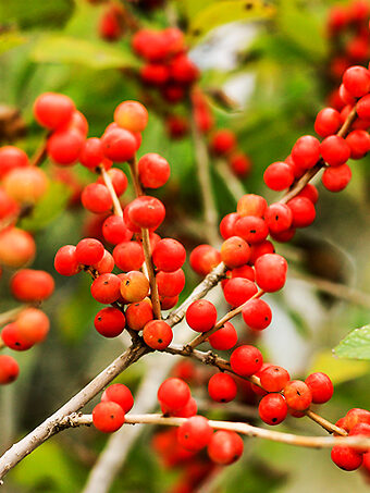 Red Sprite™ Winterberry Holly