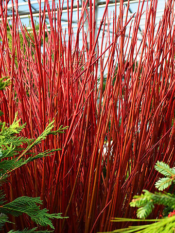 Red Twig Dogwood