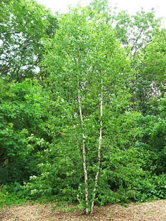 Renaissance Reflection® Birch
