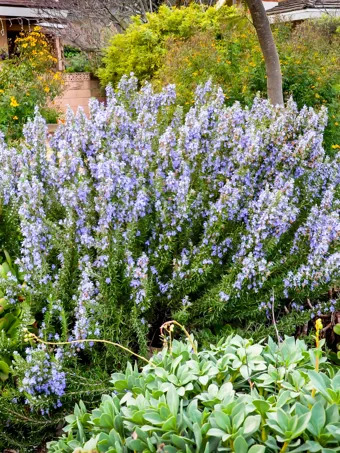 Tuscan Blue Rosemary