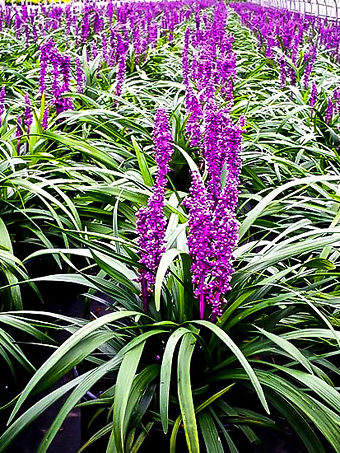Royal Purple Liriope