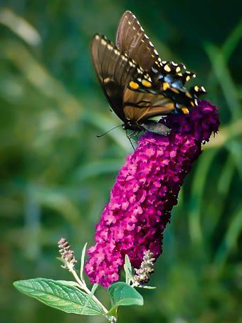 Buddleia Royal Red Butterfly Bush