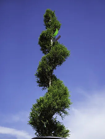 Spiral Sea Green Juniper