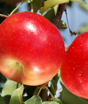 September Wonder Apple Tree