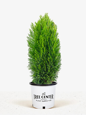 Shorty Compact Leyland Cypress