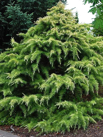 Silver Mist Himalayan Cedar