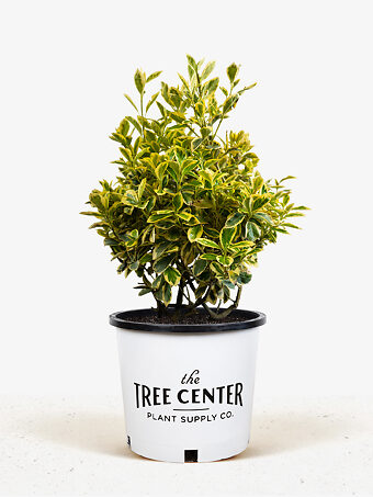Silver Queen Euonymus