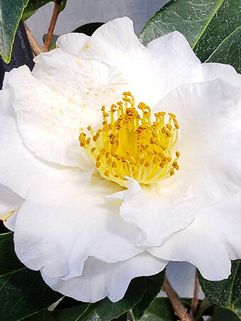 Silver Waves Camellia
