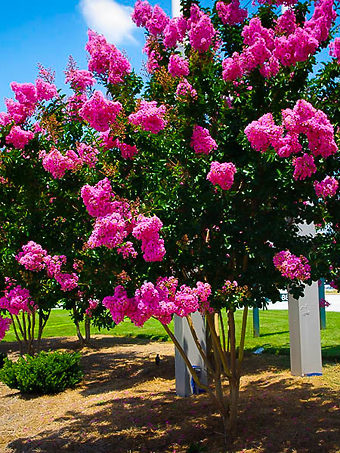 Sioux Crape Myrtle