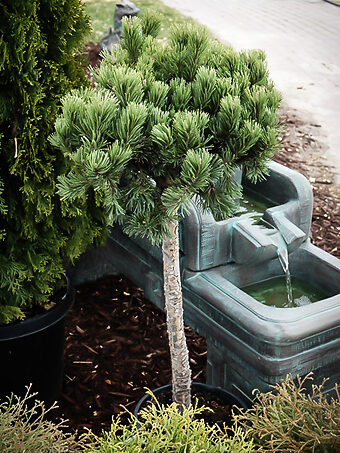 Slowmound Mugo Pine - Tree Form