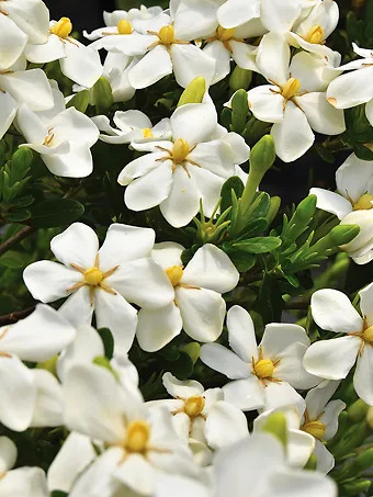 Snow Girl™ Gardenia