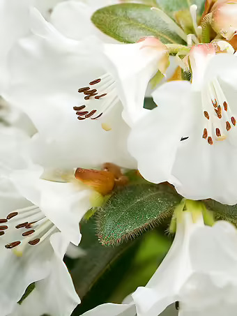Snow Lady Rhododendron
