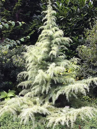 Snow Sprite Deodar Cedar