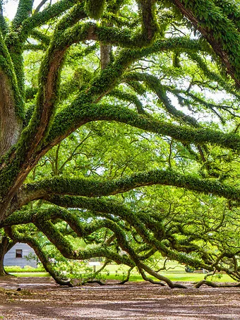 Southern Live Oak Tree
