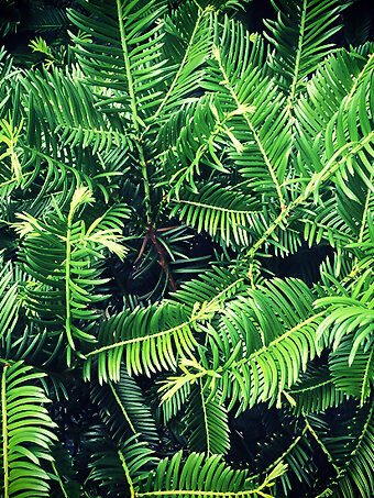 Spreading Japanese Plum Yew