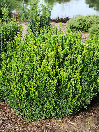 Sprinter® Boxwood