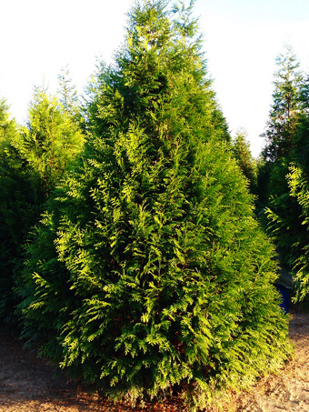 Steeplechase Arborvitae