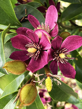 Stellar Ruby Magnolia
