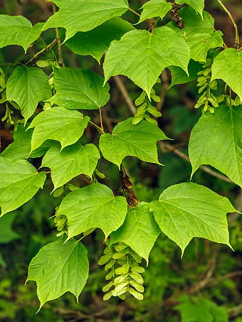 Striped Maple Tree