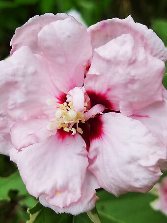 Sugar Tip® Hardy Hibiscus