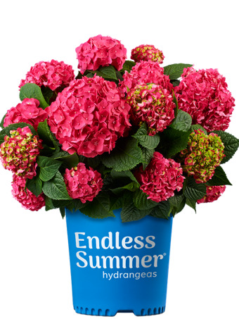 Summer Crush® Bigleaf Hydrangea