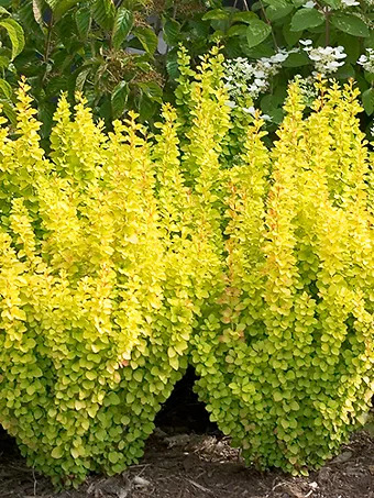 Sunjoy Gold Pillar® Barberry