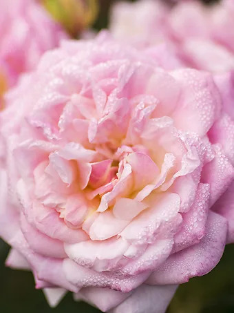 Sweet Drift® Rose - Tree Form