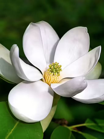 Sweetbay Magnolia
